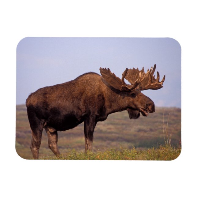 moose, Alces alces, bull with large antlers Magnet (Horizontal)