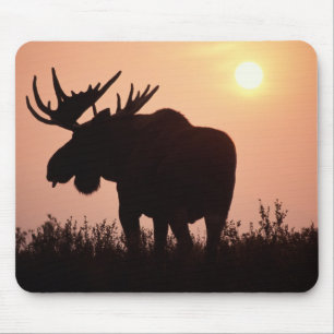 moose, Alces alces, bull with large antlers, Mouse Mat