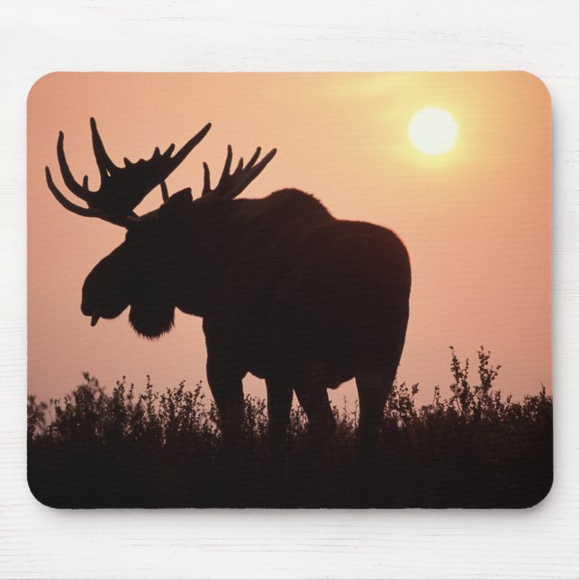 moose, Alces alces, bull with large antlers, Mouse Mat (Front)