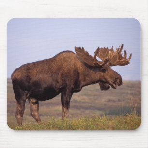 moose, Alces alces, bull with large antlers Mouse Mat
