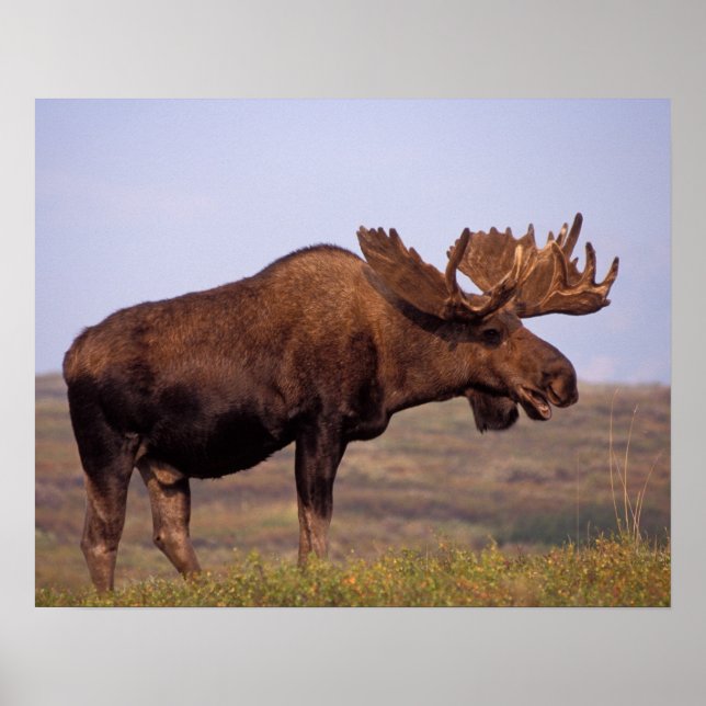 moose, Alces alces, bull with large antlers Poster (Front)