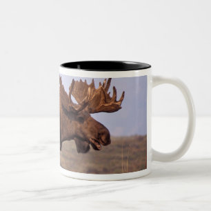 moose, Alces alces, bull with large antlers Two-Tone Coffee Mug