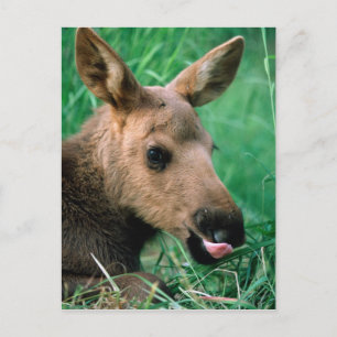 moose, Alces alces, calf lying in grass, Kenai Postcard