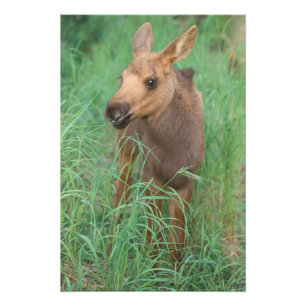 moose, Alces alces, newborn calf stands Photo Print