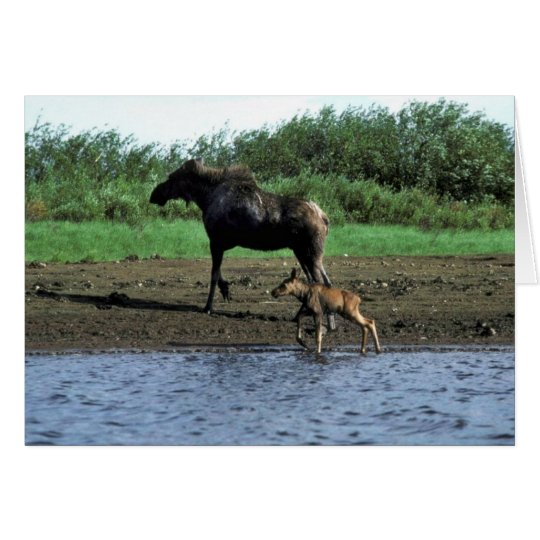 Moose and Calf Card