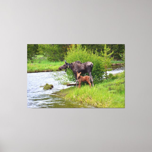 Moose And Calf Colorado River Canvas Print (Front)