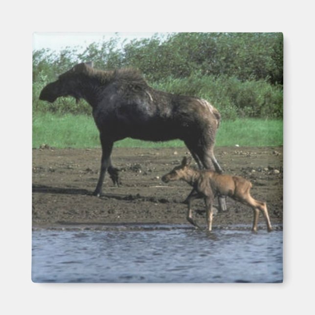 Moose and Calf Magnet (Front)