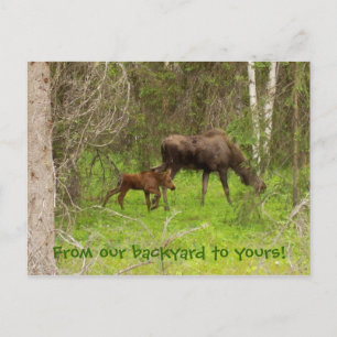 Moose and calf postcard