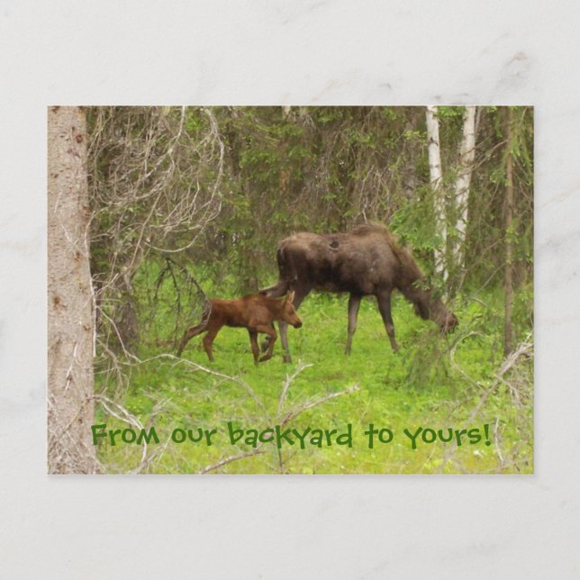 Moose and calf postcard (Front)