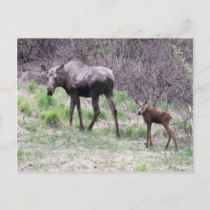 Moose and Calf Postcard