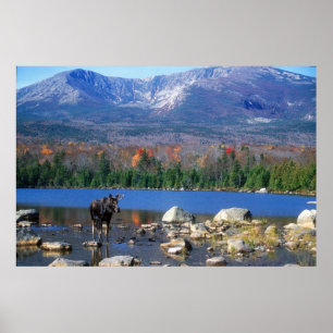 Moose and Mount Katahdin Poster