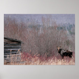 moose and old house poster