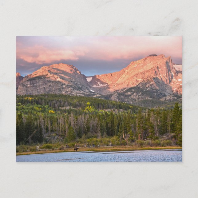 Moose And Tourists At Sprague Lake, Colorado Postcard (Front)