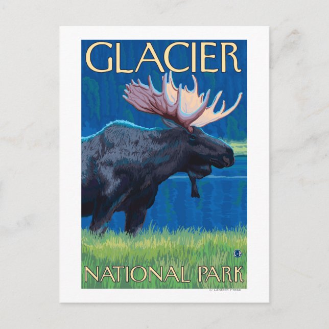 Moose at Night - Glacier National Park, MT Postcard (Front)