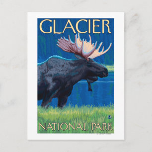 Moose at Night - Glacier National Park, MT Postcard
