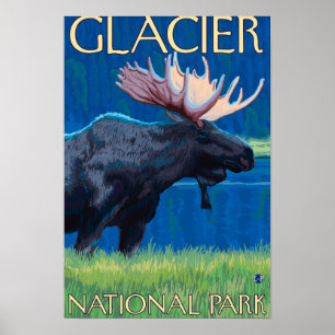Moose at Night - Glacier National Park, MT Poster