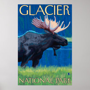 Moose at Night - Glacier National Park, MT Poster
