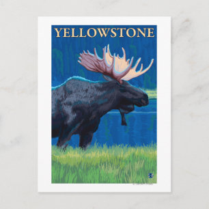 Moose at Night - Yellowstone National Park Postcard