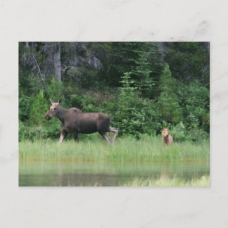 Moose be Breakfast Time Postcard