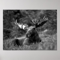 Moose Black White Photo Modern Rustic Cabin