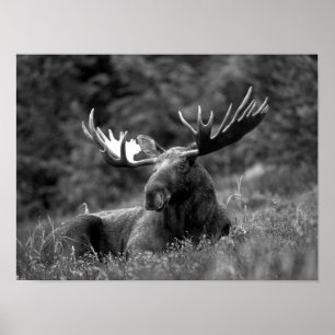 Moose Black White Photo Modern Rustic Cabin Poster