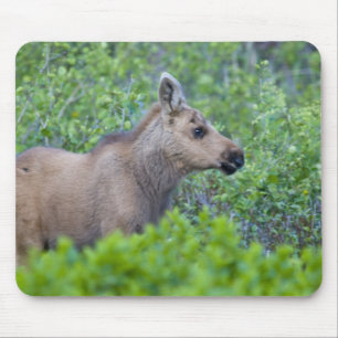 Moose calf in the Many Glacier Valley Mouse Mat