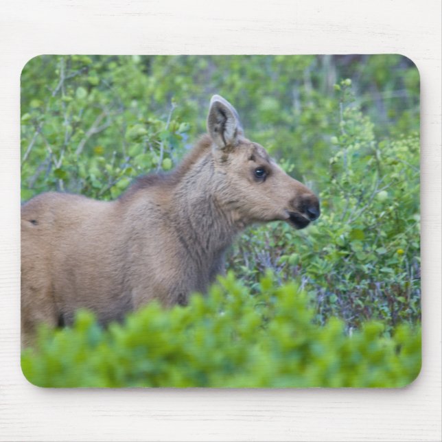 Moose calf in the Many Glacier Valley Mouse Mat (Front)