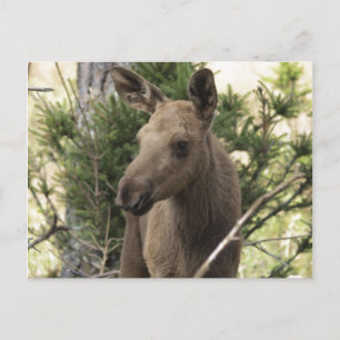 Moose Calf Postcard