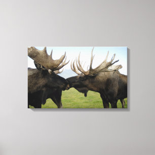 Moose Canvas Print