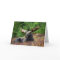 Moose