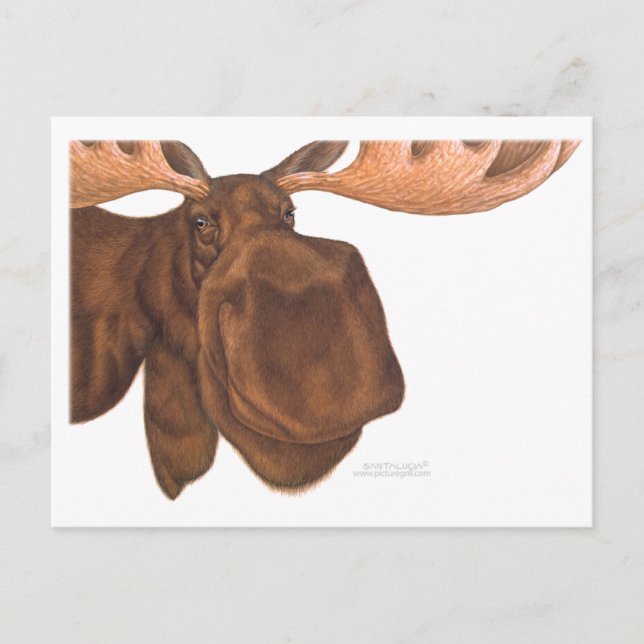 moose_card postcard (Front)
