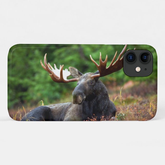 Moose Case-Mate iPhone Case (Back (Horizontal))