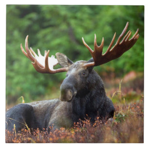 Moose Ceramic Tile