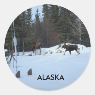 Moose Classic Round Sticker