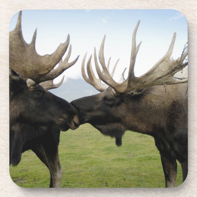 Moose Coaster (Front)