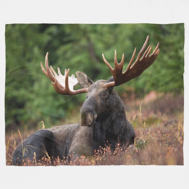 Moose, Country, Wild Animal, Photo, Custom Fleece Blanket (Front (Horizontal))