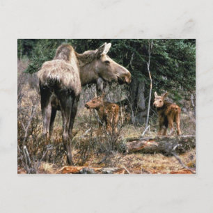Moose cow with two calves postcard