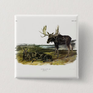 Moose Deer (Moose - Alces alces) by Audubon 15 Cm Square Badge