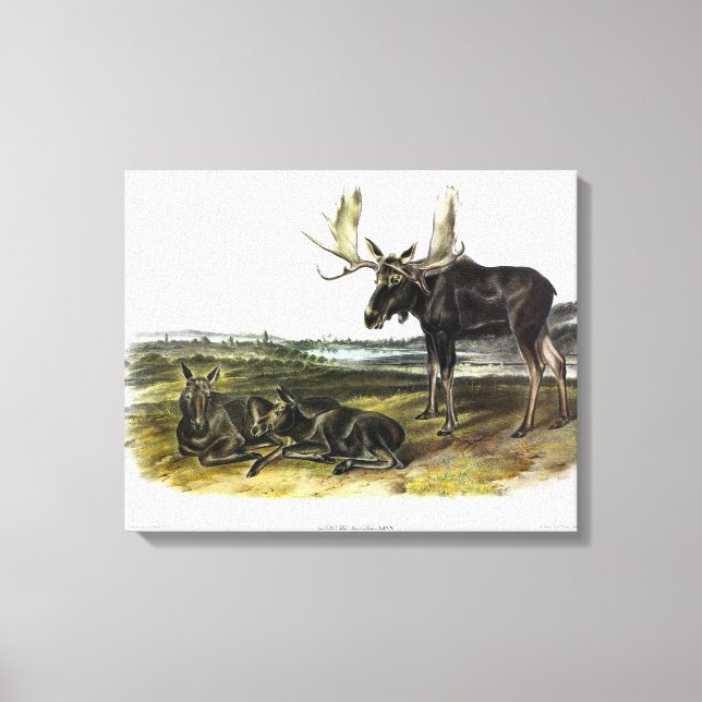 Moose Deer (Moose - Alces alces) by Audubon Canvas Print (Front)