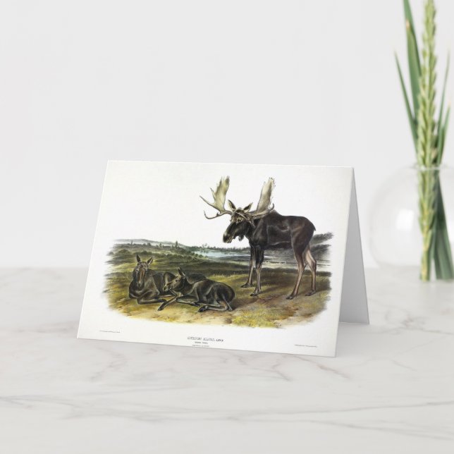 Moose Deer (Moose - Alces alces) by Audubon Card (Front)