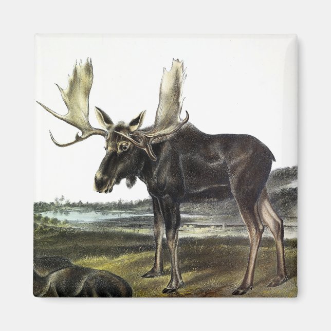 Moose Deer (Moose - Alces alces) by Audubon Magnet (Front)