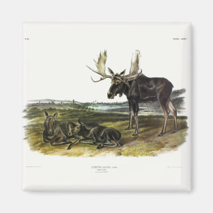 Moose Deer (Moose - Alces alces) by Audubon Magnet