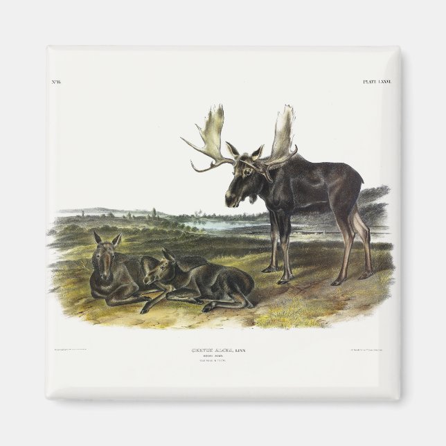Moose Deer (Moose - Alces alces) by Audubon Magnet (Front)
