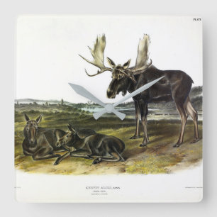 Moose Deer (Moose - Alces alces) by Audubon Square Wall Clock