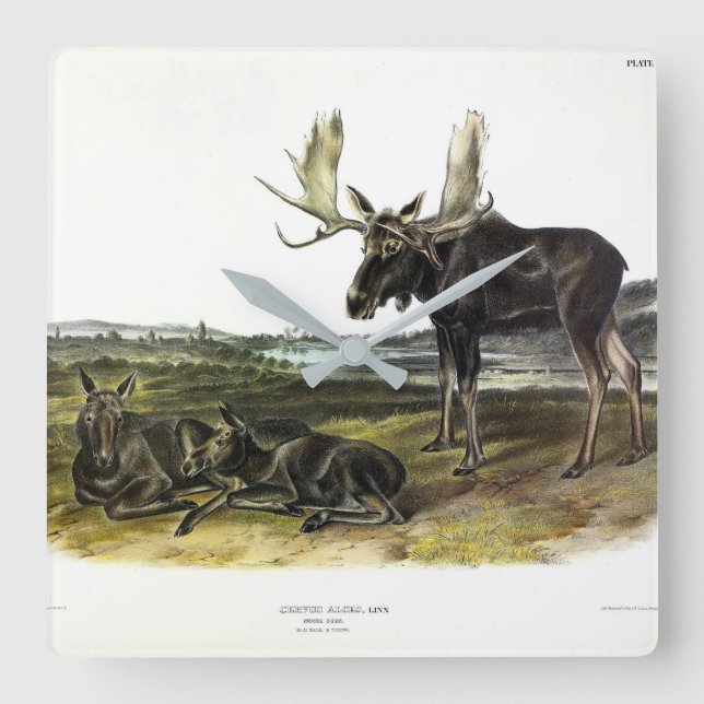 Moose Deer (Moose - Alces alces) by Audubon Square Wall Clock (Front)