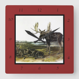 Moose Deer (Moose - Alces alces) by Audubon Square Wall Clock