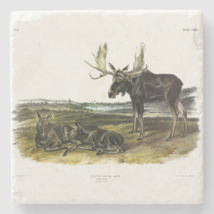 Moose Deer (Moose - Alces alces) by Audubon Stone Coaster