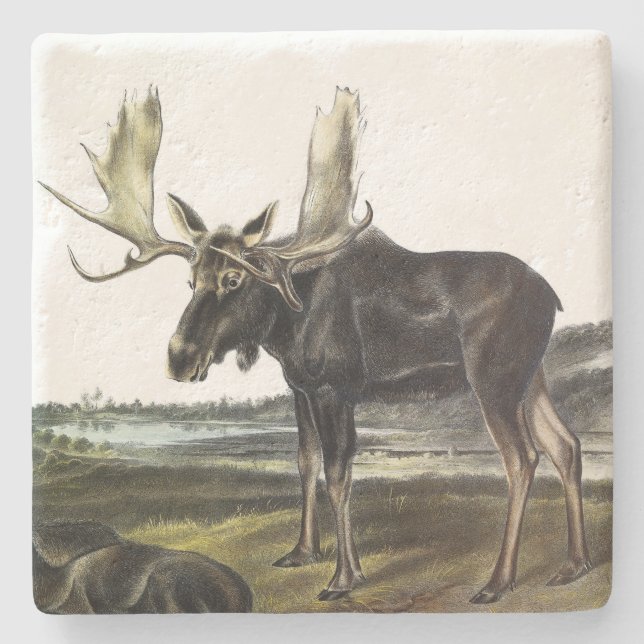 Moose Deer (Moose - Alces alces) by Audubon Stone Coaster (Front)