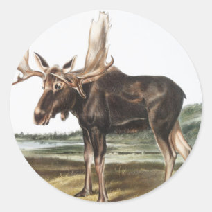 Moose Deer (Servus alces) Illustration Classic Round Sticker