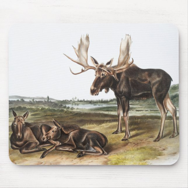 Moose Deer (Servus alces) Illustration Mouse Mat (Front)